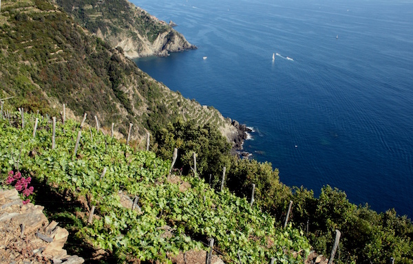 Luoghi di … vini: Cinque&nbsp;Terre